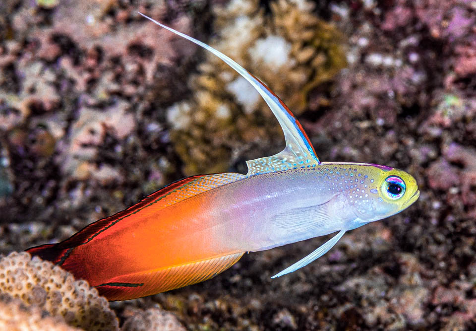 The Fire goby is a benthopelagic species of the tropical Indopacific. Less than 9 cm long, it predates zooplankton over the den where disappears upon the least danger sign 