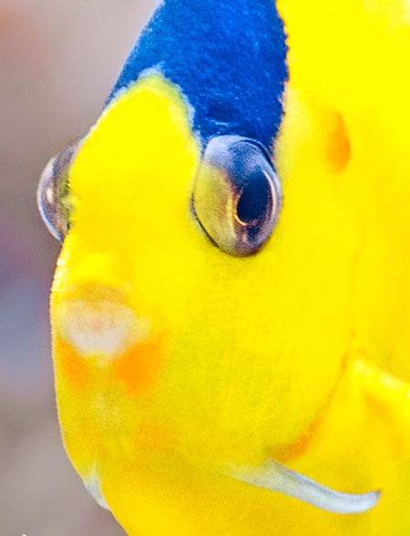 Centropyge bicolor: detail of the head.