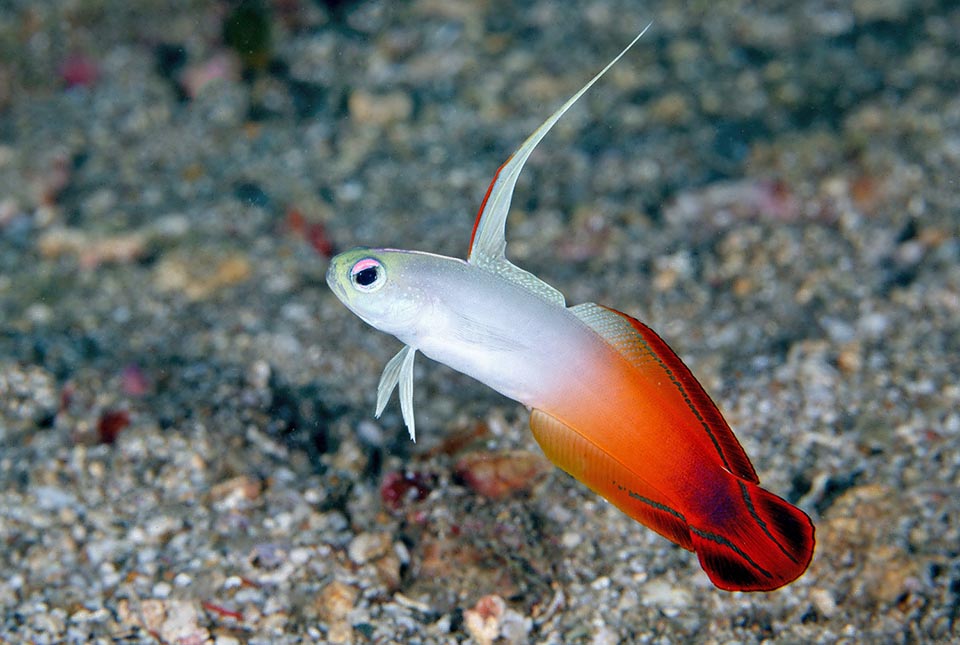 It doesn't have, like in the Gobid family, the pelvic fins fused like a sucker to stick to the rocks, and the first dorsal fin has a huge erectile ray to surprise the intruders 