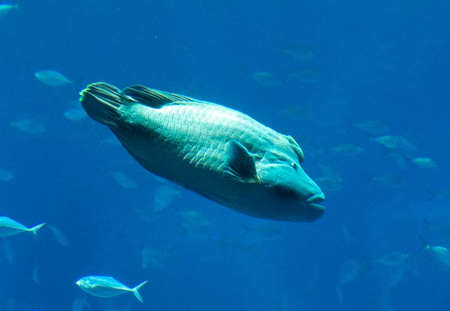 Un viejo macho con el característico “sombrero de Napoleón”. La especie está en peligro de extinción