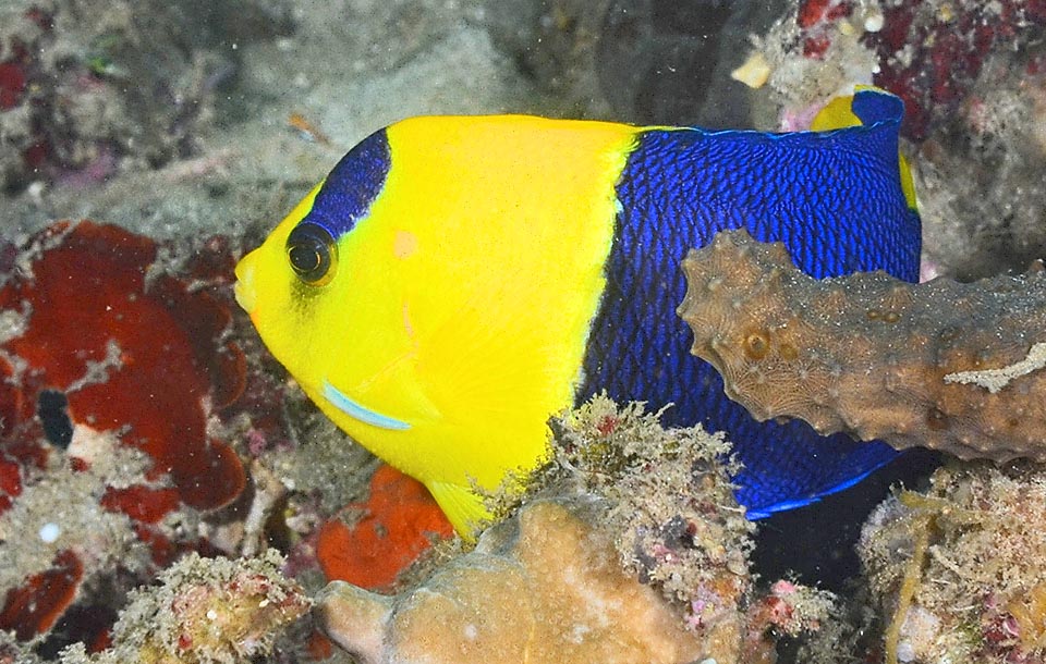 Centropyge bicolor feeds on filamentous algae.