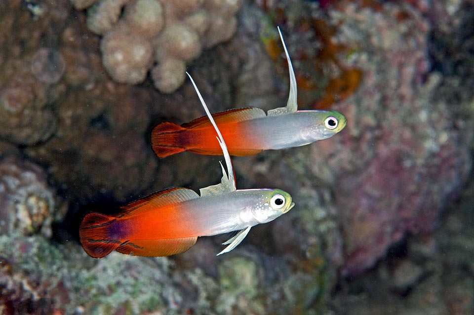 Adults live solitary or in couple, at times even in the same den where symbiont shrimps of the genus Alpheus take care of the cleaning in exchange of the food leftovers 