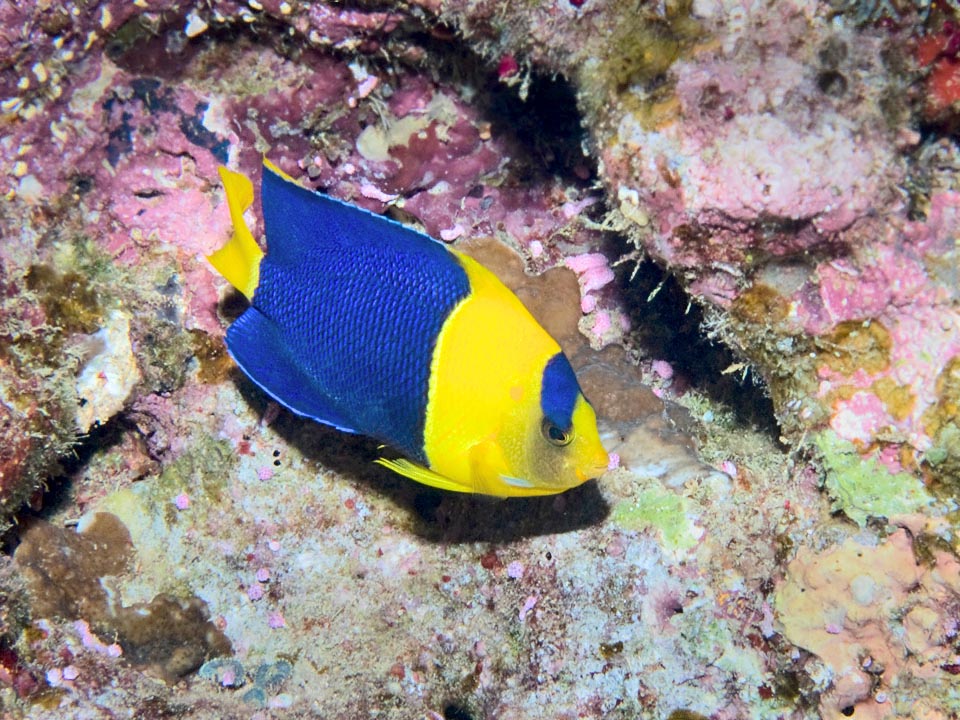 Les mâles Centropyge bicolor ont un petit harem.