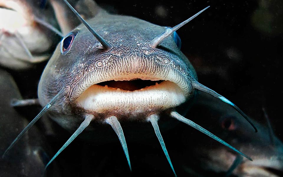 Typical Lessepsian species, through Suez Canal the Plotosus lineatus has recently entered Mediterranean, at the expenses of the local fauna © Sebastiano Guido