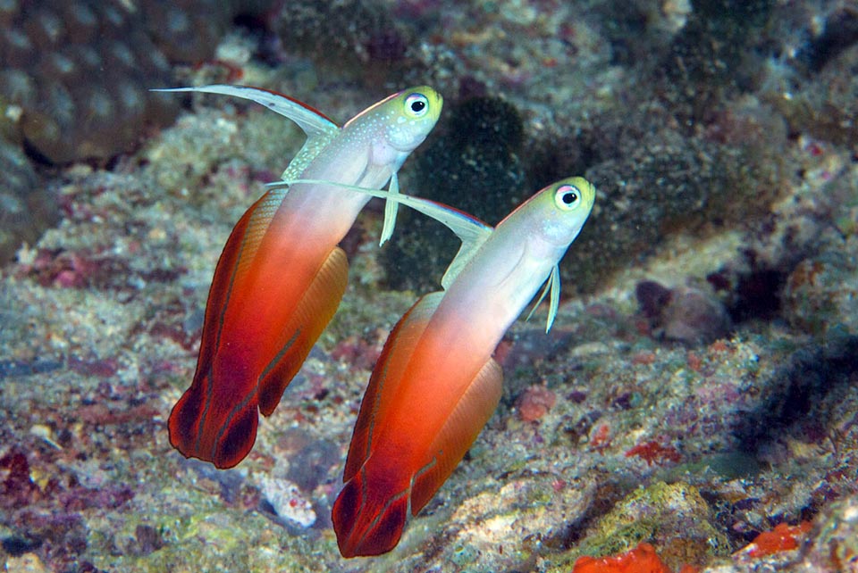 For courting, the male, distinguishable by the usually longer ray, swims in a circle around the partner 