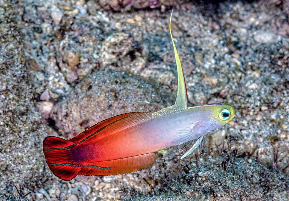 Les œufs sont pondus sous les rochers ou dans de petites crevasses. Le mâle parfois aidé par la femelle les surveille et les défend, l'épée tirée, jusqu'à l'éclosion