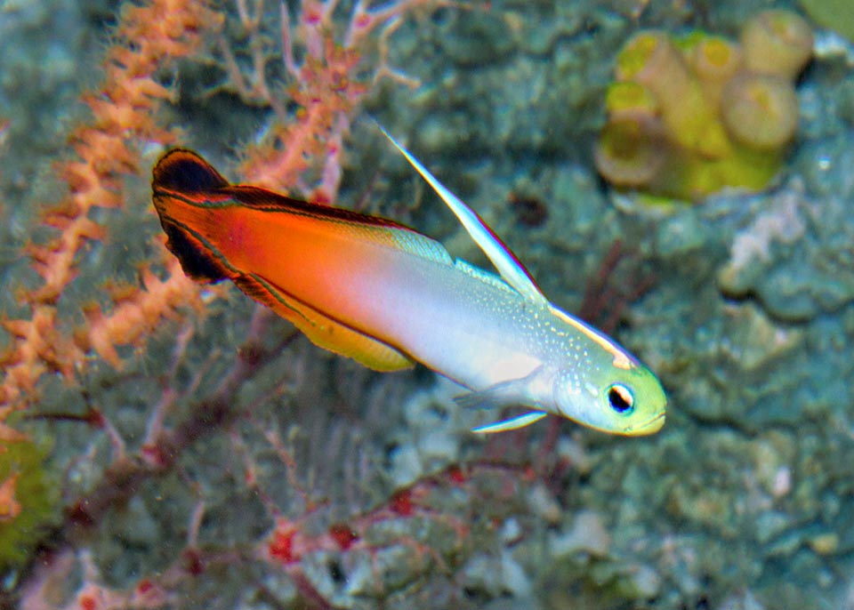 Souvent proposé pour sa beauté et sa petite taille Nemateleotris magnifica n'est pas hélas un poisson pour débutants et ne convient pas aux aquariums domestiques 