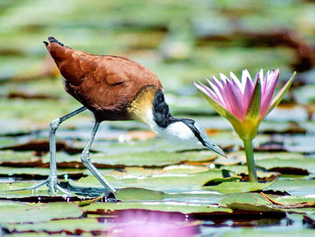 Actophilornis africanus, Jacana d'Afrique, Jacanidae