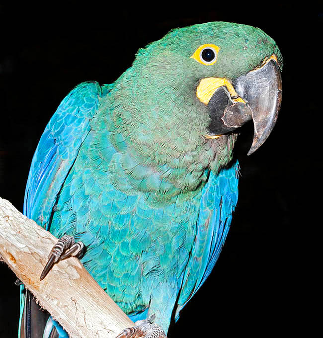 Anodorhynchus leari, Psittacidae, guacamayo añil, guacamayo de Lear