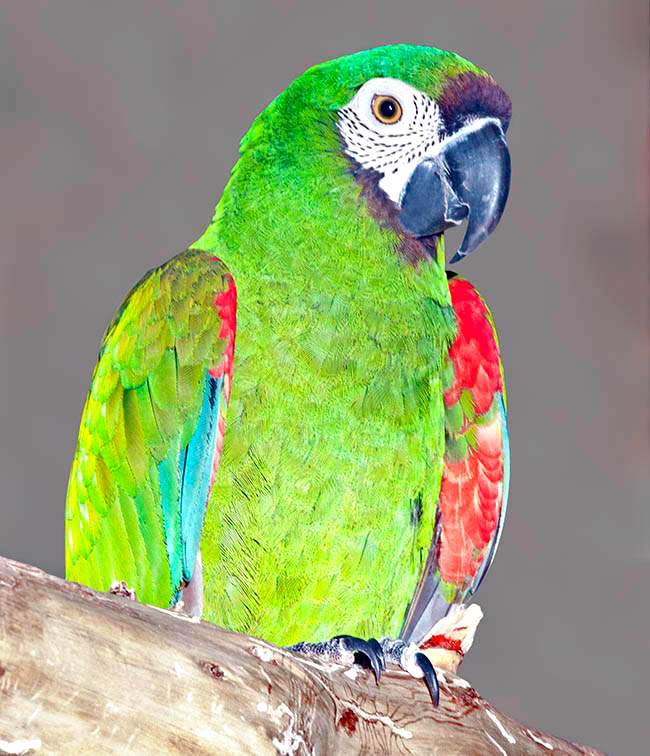 Ara severus, Psittacidae, guacamayo severo, maracaná grande