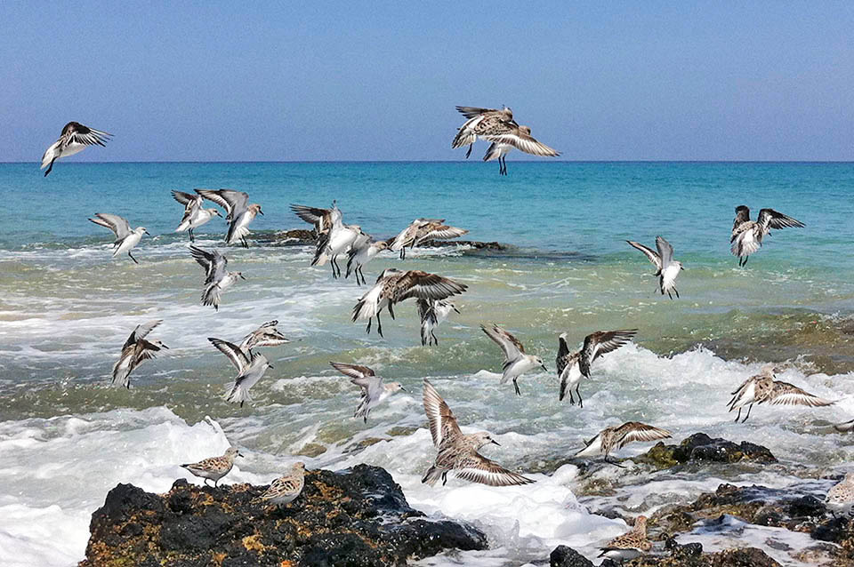 Calidris alba, Piovanello tridattilo, Scolopacidae