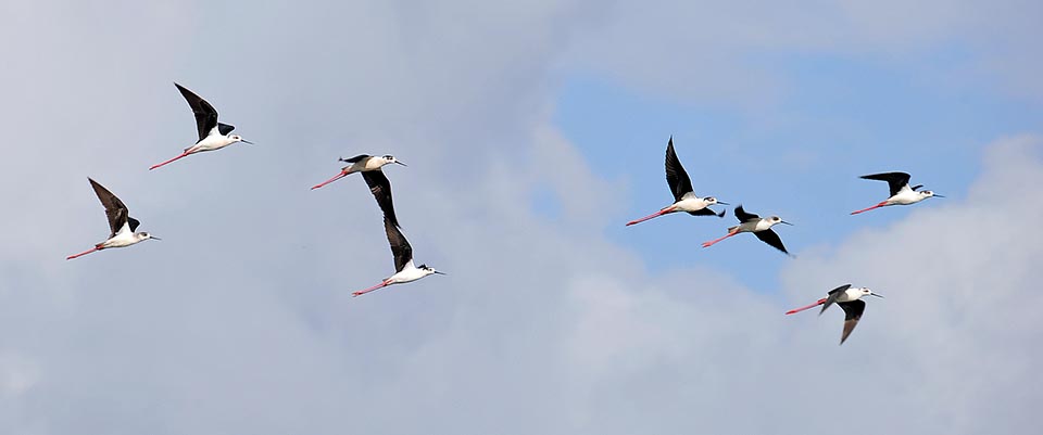 E’ un uccello stanziale nelle zone tropicali e migratore nelle aree temperate. La popolazione europea e parzialmente quella del medio Oriente asiatico, migra in Africa nell’area subsahariana spingendosi anche in quella australe, mentre quella asiatica sverna nell’area indomalese, entrambe sovrapponendosi alle popolazioni locali © Gianfranco Colombo