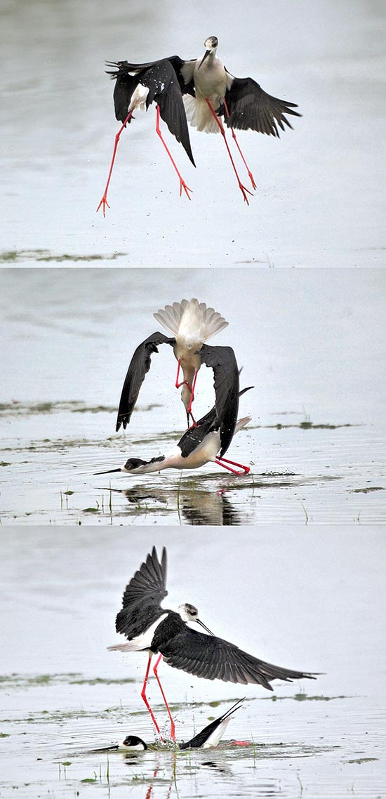 Dès l’arrivée dans les lieux de nidifications se produisent d’incessantes et bruyantes querelles pour la conquête d’un territoire et la défense de la femelle choisie, batailles durant lesquelles ces oiseaux utilisent leurs pattes et leurs becs comme des épées. Dans ces luttes, le vainqueur tente généralement de "noyer" le prétendant, le jetant sous l’eau et appuyant sur son corps avec ses pattes. Immédiatement après la paix revient et tout repart comme si rien ne s’était produit © Gianfranco Colombo