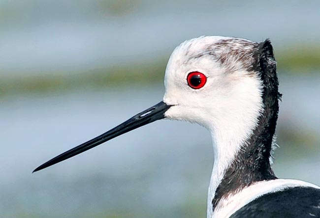 The alar coverts are very black in the male and slightly duller in the female while the rest of body is candid white but some quite variable blackish spots in head and nape. The very pointed beak is slightly longer than the head © Gianfranco Colombo