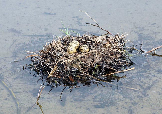 Le nid est un amas d’herbes et d’algues quand il est placé sur l’eau. Ces matériaux sont en partie remplacés par des cailloux, des coquillages et des crottes de lapins de garennes, quand il est placé au sec © Gianfranco Colombo