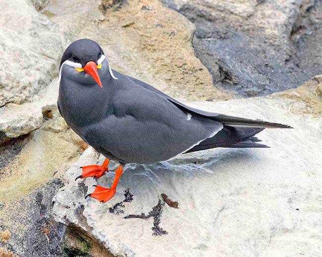 Larosterna inca, sterne inca, Laridae