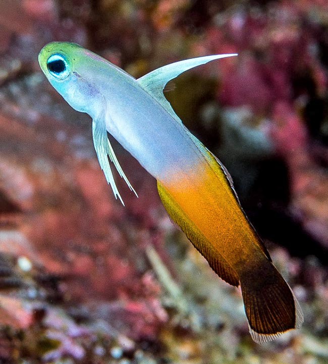 A juvenile. The final part of the caudal fin is transparent. Drawings are absent and the red must still light up 