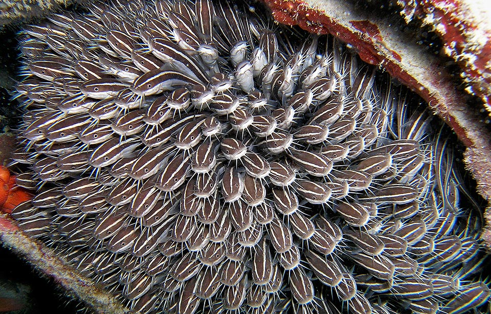 Espectacular banco de Plotosus lineatus. Con el Paraplotosus albilabris es uno de los raros representantes de los peces gato en los arrecifes © Sebastiano Guido