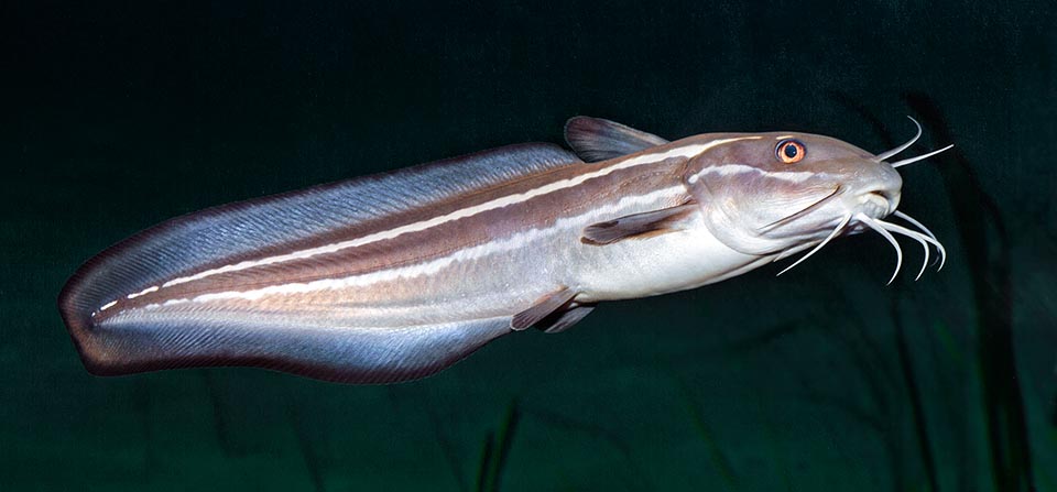 Even 30 cm long, showy barbels, 3 poisonous spines, an eellike tail and an unmistakable succession of horizontal white lines on a brown-blackish background © G. Mazza