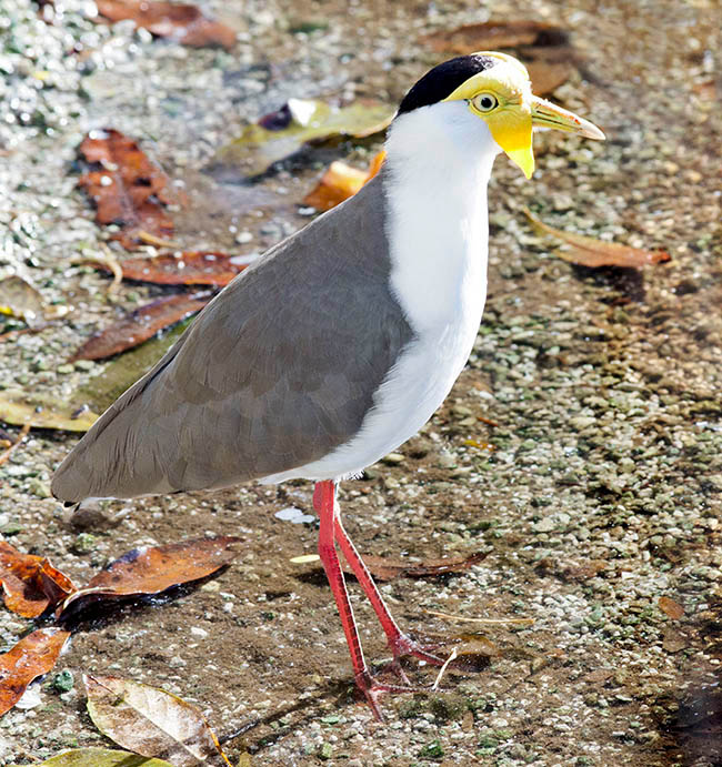 Vanellus miles, Charadriidae, Masked lapwing 