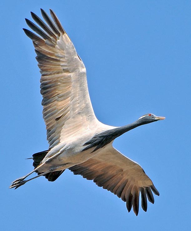 Anthropoides virgo is surely one of the most elegant animals in the winged world © Gianfranco Colombo