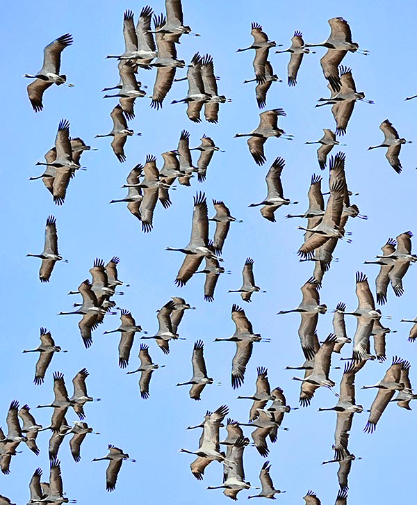 In the wintering areas the flock count even 200.000 specimens © Gianfranco Colombo