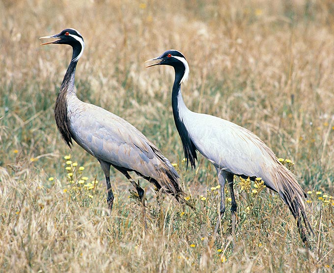 Anthropoides virgo, Gruidae, Damigella di Numidia