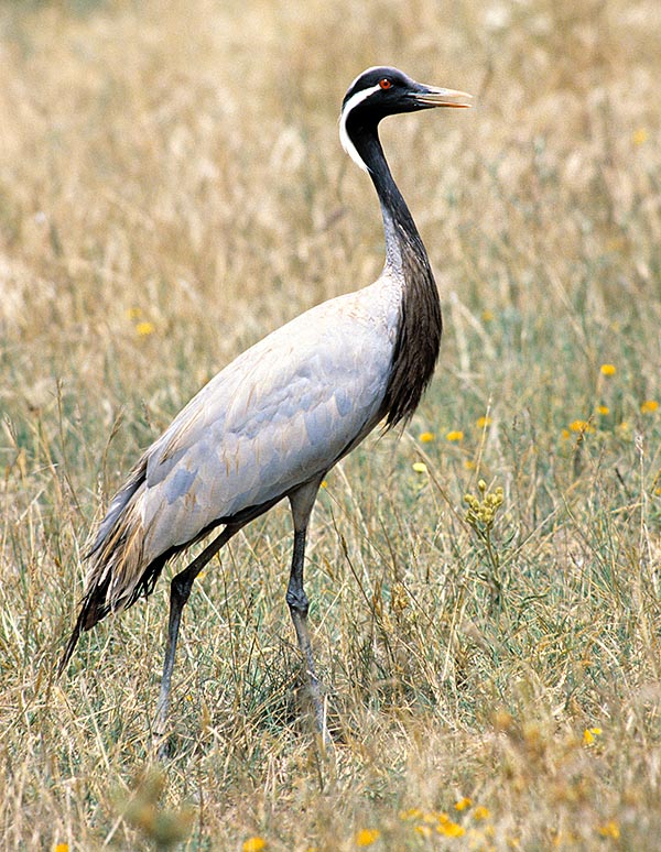 The Demoiselle crane can reach the 3 kg, 1 m of height and 185 cm of wingspan © Giuseppe Mazza