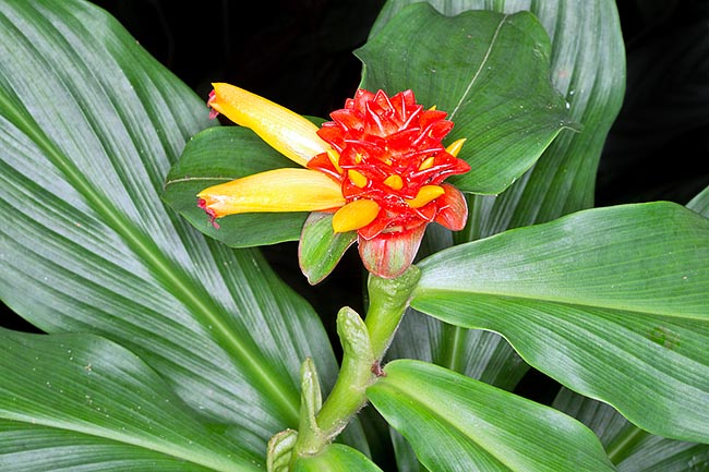 Inflorescences ovoïdes, flamboyantes, hautes de 5 à 10 cm et fleurs tubulaires comestibles de 5 cm © G. Mazza