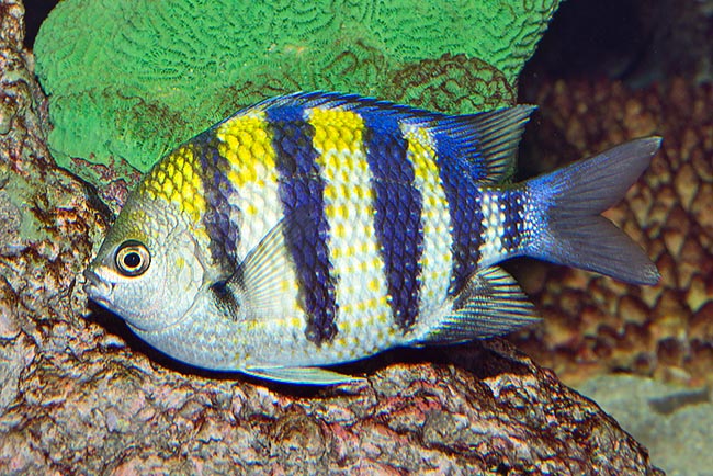 Abudefduf vaigiensis, Pomacentridae, Pesce sergente maggiore