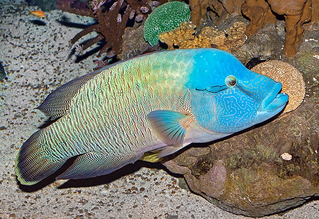 Cheilinus undulatus, Napoleon fish, Labridae