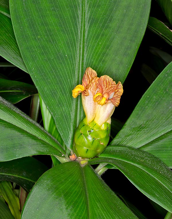 El Costus malortieanus es una rizomatosa de Centro América con hojas y tallos peludos © Giuseppe Mazza