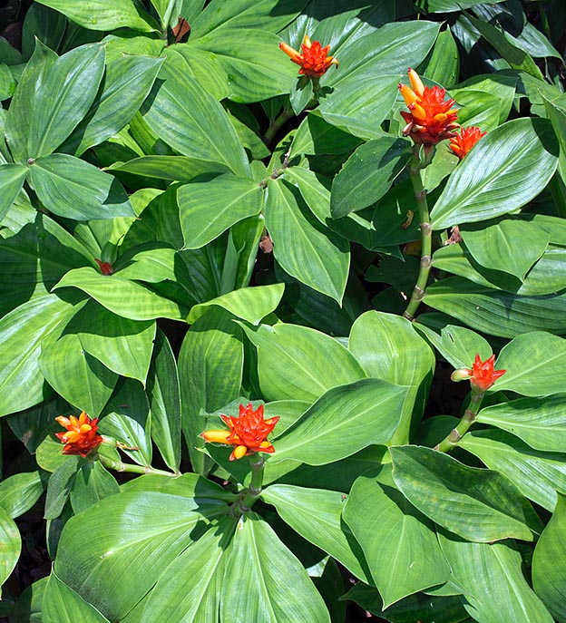 El Costus productus, originario de Perú, es una planta ornamental para los trópicos © Giuseppe Mazza