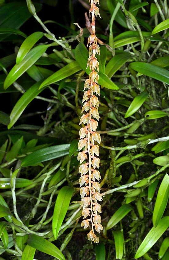 Dendrochilum cobbianum is an epiphyte with even 50 cm long drooping inflorescences © Mazza