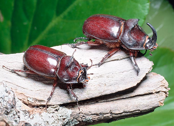 Oryctes nasicornis, Scarabaeidae, Escarabajo rinoceronte