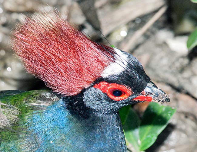 Rollulus rouloul male is recognized at once due to its showy feathers crest © Giuseppe Mazza