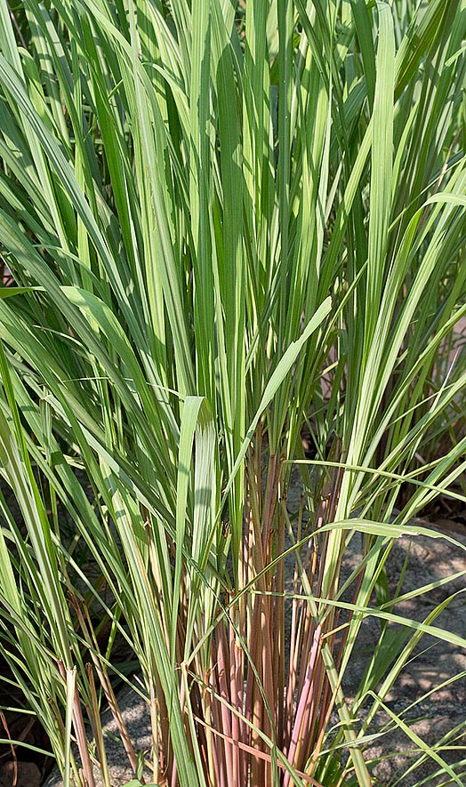  Cymbopogon nardus, Ceylon citronella, citronella grass, geranium grass, mana grass, nard grass, nardus grass