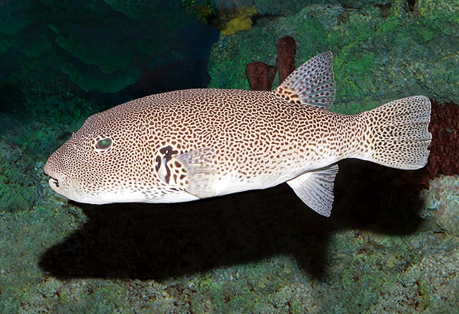Can defend swelling like a ball or by its strong paralysing poison, the tetrodotoxin © Giuseppe Mazza