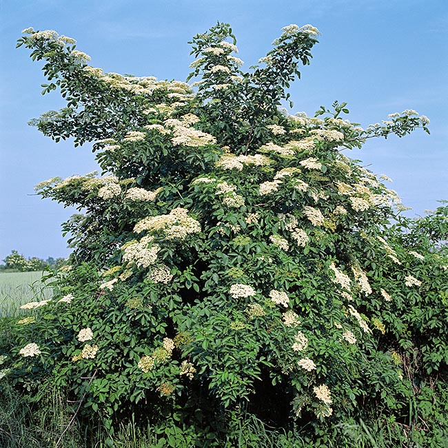 El Sambucus nigra es un gran arbusto europeo-caucásico que alcanza los 8 m © Giuseppe Mazza