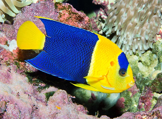 Centropyge bicolor, Pomacanthidae, Pesce angelo bicolore