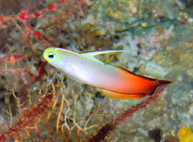 Veloce come una freccia, sfida le correnti afferrando al volo lo zooplacton di passaggio © Giuseppe Mazza