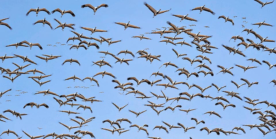 Like all cranes it's a protected species in all world, enjoying also in many areas an atavic respect for traditions carried on since centuries © Gianfranco Colombo