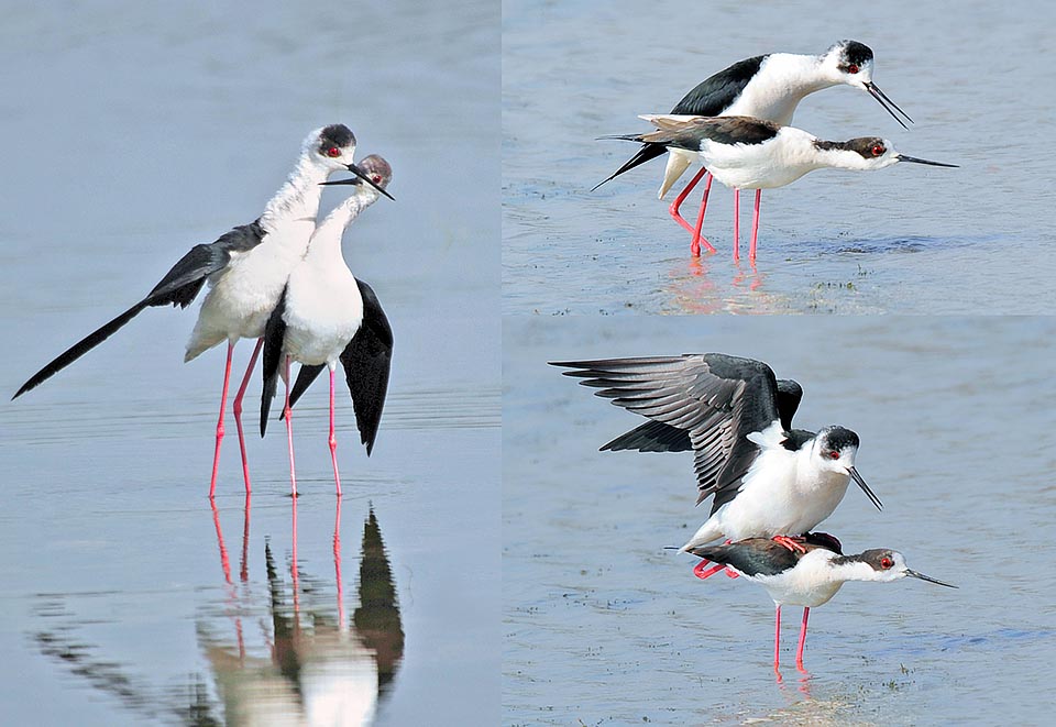 L’accouplement de ces oiseaux est très particulier et émouvant. Le mâle commence par tourner autour de la femelle claquant nerveusement du bec à chaque pas, resserrant toujours plus le cercle d’approche. La femelle reste immobile, légèrement penchée, le cou tendu vers l’avant et le corps parfaitement horizontal par rapport au sol. A ce moment, malgré ses longues pattes, le mâle lui saute sur le dos et l’accouplement a lieu en quelques instants © Gianfranco Colombo