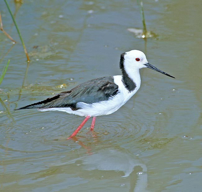 Himantopus himantopus se nourrit, jour et nuit, de petits animaux en sondant le fond © Giuseppe Mazza