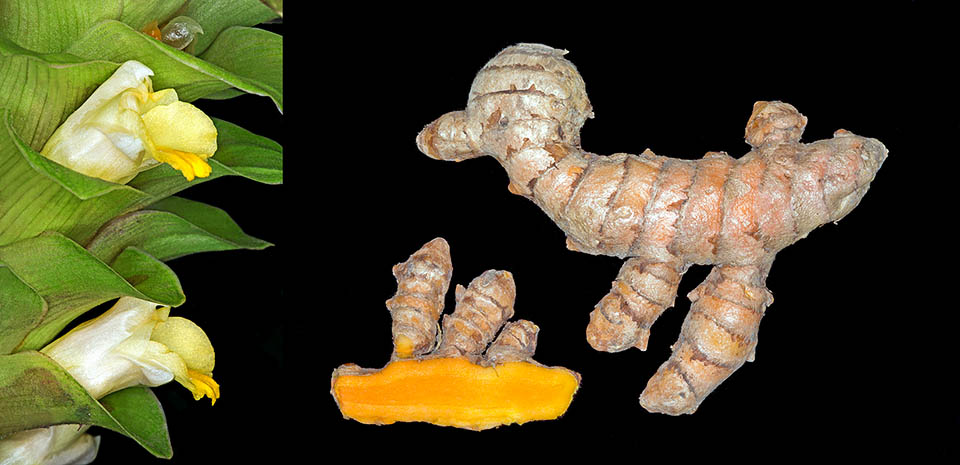 Détail de l’inflorescence et d’un rhizome comestible coupé en deux pour montrer sa couleur orange caractéristique. Réduits en poudre les rhizomes sont utilisés pour leur saveur, leur couleur et comme conservateur alimentaire, sans parler de leurs propriétés médicinales à l’origine de rites magiques et religieux. L’Inde est les plus grand producteur mondial avec environ 900.000 tonnes produites chaque année. Curcuma longa est autorisé en Europe comme additif alimentaire sous le code E100 © Mazza