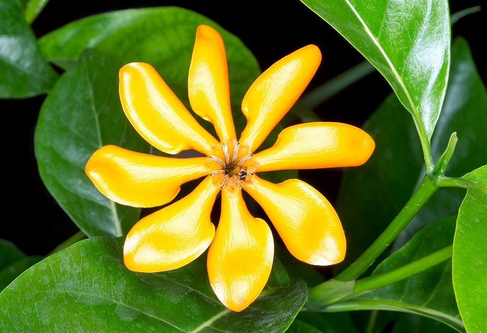 Fleurs parfumées d’environ 7 cm, changeant du blanc à l'orangé, à 8 lobes en forme d’hélice. Insolite long tube corollaire qui a donné son nom à l'espèce © G. Mazza