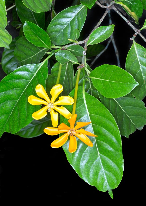 La Gardenia tubifera es un arbusto o árbol siempreverde del Sudeste Asiático de 3-15 m de altura © Mazza