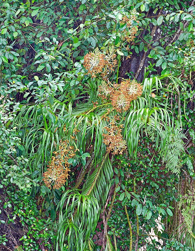 El Grammatophyllum speciosum es una epíficra tropical, raramente litófita, del sudeste asiático © Giuseppe Mazza