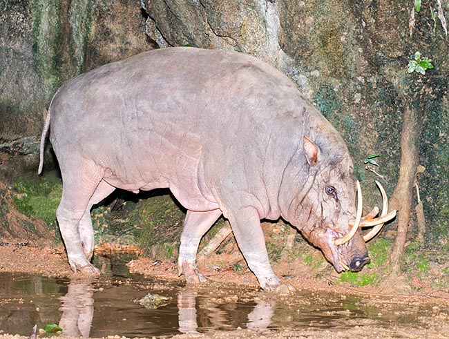 Babyrousa babyrussa lives in the Indonesian forests. Males often show broken tusks and wounds © G. Mazza