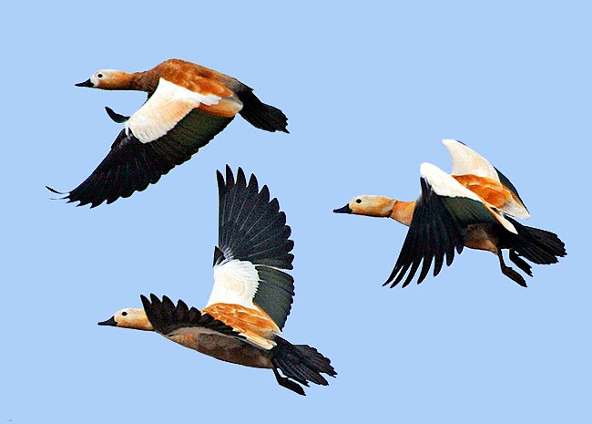 It's a migratory, vagrant or sedentary species identifiable in flight by the decided, slow and ample wing beats © C.